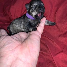 Miniature Schnauzer Puppies from Circle R Ranch