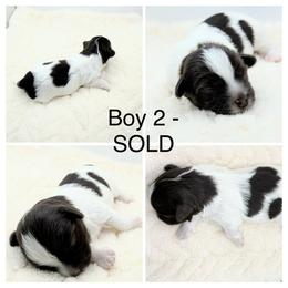 Boy 2 - Chocolate male Havanese puppy in Elkins, Arkansas from Havana Knights Havanese