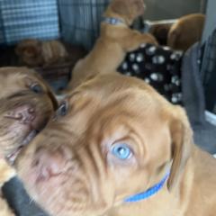 Dogue de Bordeaux Puppies from Rogue Bordeaux