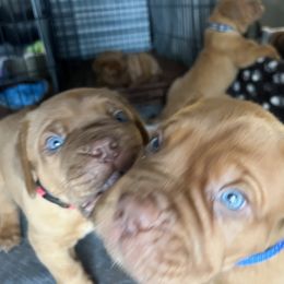 Dogue de Bordeaux Puppies from Rogue Bordeaux