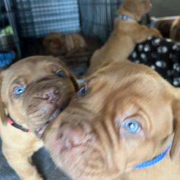 Dogue de Bordeaux Puppies from Rogue Bordeaux