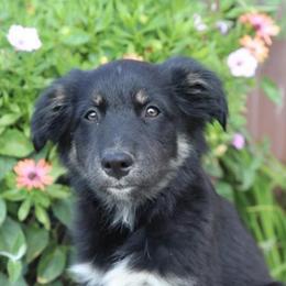Nessa - Black tri-color female Australian Shepherd puppy in Hillsboro, Ohio from Sugar Grove Farms