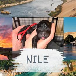 Nile - Black male Goldendoodle puppy in Prosperity, Pennsylvania from Stelladoodles & Company