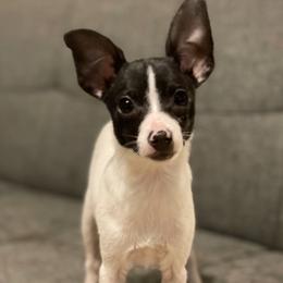Jim - Toy Fox Terrier