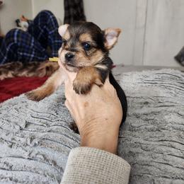 Yellow Collar - Black and gold female Yorkshire Terrier puppy in Sidney, Ohio from Little Yorkie World