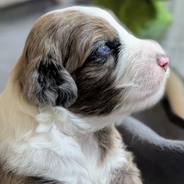 Aussiedoodle Puppies from Ridgeview Aussiedoodles