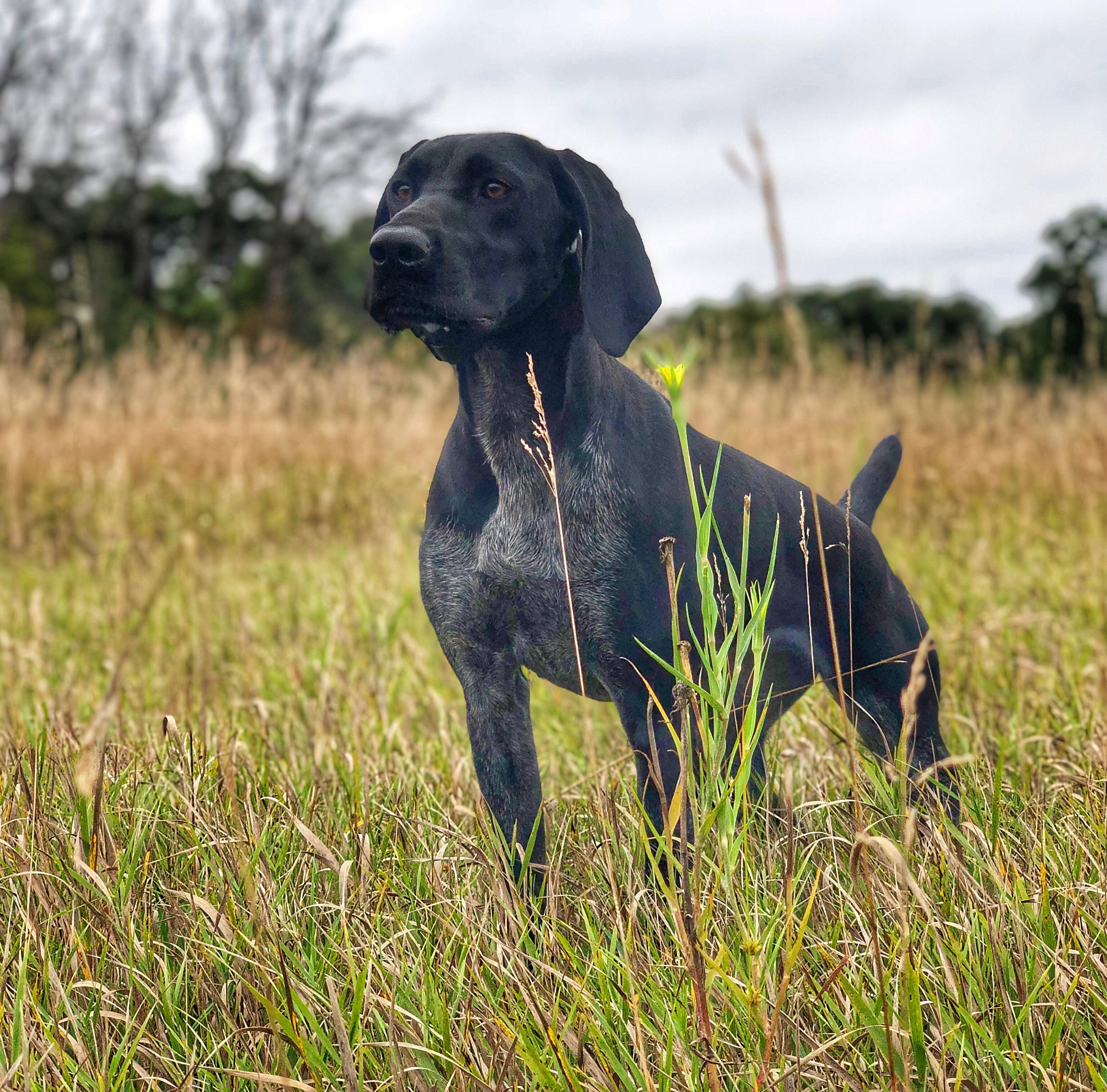 Little Hunter Kennels in Minnesota German Shorthaired Pointer puppies