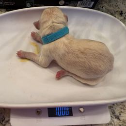 Light blue -Turquoise collar female - Cream female Double Doodle puppy in Norfolk, Virginia from Móraí’s Doodles