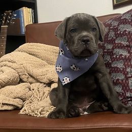 Bronco - Gray brindle male Cane Corso puppy in Utah from 3Lake Kennelz