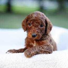 Copper - Red  male Goldendoodle puppy in Spokane, Washington from Puppy Love