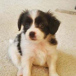 Papillon Puppies from Enchanting Papillons