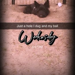 Brodie - Brindle male Scottish Terrier puppy in Mancelona, Michigan from Stefany Farm of Happiness