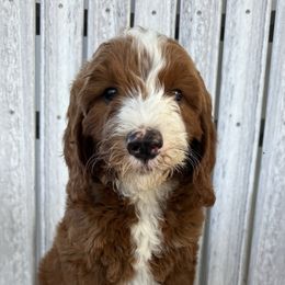 Teal - Red male Irish Doodle puppy in Bloomfield, Iowa from Schooley Doodles