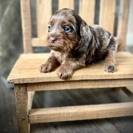 Peeps - Merle female Cockapoo puppy in Danielsville, Georgia from Meg's Doodles and Poodles