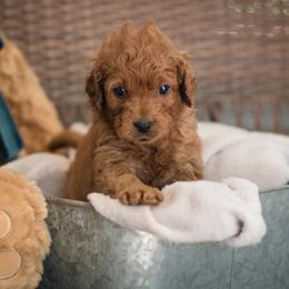 "Gray Girl Sunrise" Australian Labradoodle Puppies from Forever Friends Labradoodles