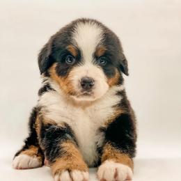 Meadow - Black rust and white female Bernese Mountain Dog puppy in Hudson, Indiana from TurkeyCreek-K9