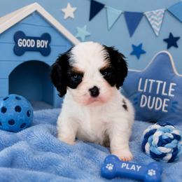 Oreo - Tri-color male Cavalier King Charles Spaniel puppy in Dallas, Texas from Holliday Cavalier King Charles Spaniels