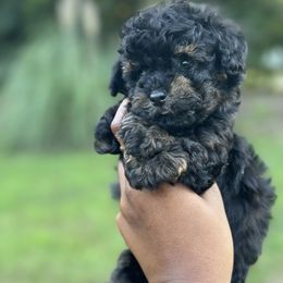 Poodle, Shihpoo, and Shih Tzu Puppies from House of Paws Heritage Nursery