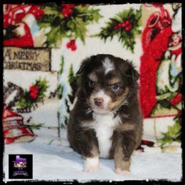 Kayce - Red Toy Australian Shepherd puppy in Jacksonville, Texas from AG Toy & Mini Aussies