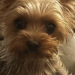 Jessie - Yorkshire Terrier