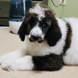 Fajita - Brindle Poodle puppy in Grant County, Indiana from Massey Creek Kennels