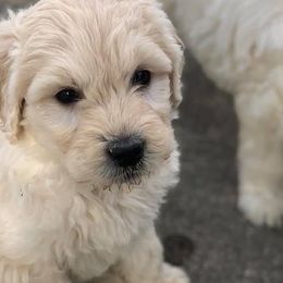 Goldendoodles from Southern Coast Goldendoodles