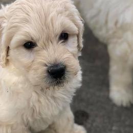 Goldendoodles from Southern Coast Goldendoodles