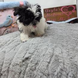 Midwest Mini Eward - Black male Mi-Ki puppy in Clearwater, Kansas from Midwest Mini Mi-kis