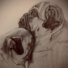 Pugs from Spillman's Pugs