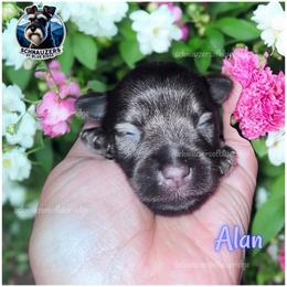 Alan - Liver male Miniature Schnauzer puppy in Spruce Pine, North Carolina from Schnauzers of Blue Ridge