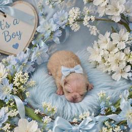 Chinchilla Boy (red toe) - Cream male Pug puppy in Tulsa, Oklahoma from Locust Creek Pugs