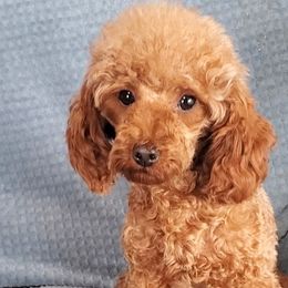 Penny - Poodle