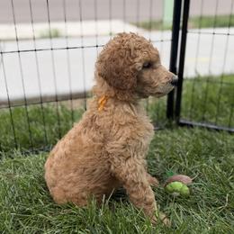 Poodle Puppies from Solstice Standards