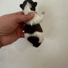 Wade - Parti male Yorkshire Terrier puppy in Rochester, New York from Tnt Yorkies and Cosmic corgis