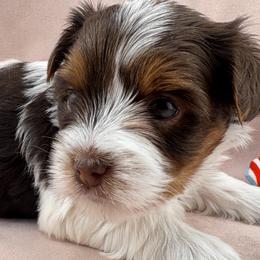 Star - Parti female Yorkshire Terrier puppy in Stockton, California from Maranatha Yorkies - Stockton