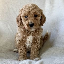 Girl 2 - Apricot female Goldendoodle puppy in Lapeer, Michigan from Doodle All Day