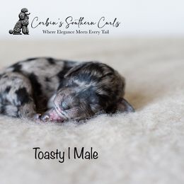 Goldendoodle and Poodle Puppies from Corbin’s Southern Curl’s