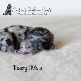 Goldendoodle and Poodle Puppies from Corbin’s Southern Curl’s