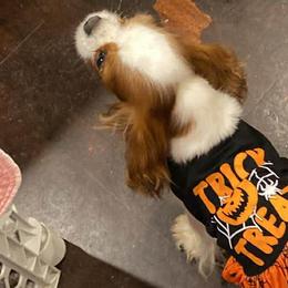 Cavalier King Charles Spaniels from Faybelle's Cavaliers