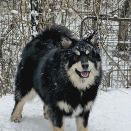 Bunny - Black female Finnish Lapphund puppy in Harwich, Massachusetts from Lighthouse Lapphunds and Leos by the Sea