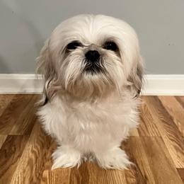 Mocha - Shih Tzu