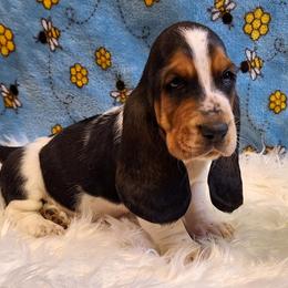 Everest - Black brown and white female Basset Hound puppy in Mack's Creek, Missouri from Mack's Creek Basset Hounds