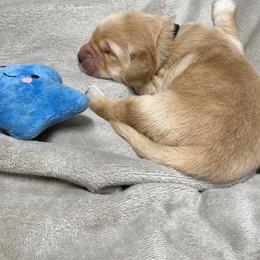 Black Collar - Apollo - Golden male Golden Retriever puppy in Evansville, Wyoming from Pura Vida Golden Retrievers