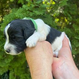 Bohnanza - Parti male Goldendoodle puppy in Lancaster, Pennsylvania from Doodles in the Skye