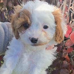 Autumn - Blenheim female Cavapoo puppy in Blackfoot, Idaho from Rocky Desert Goldens and Cavaliers