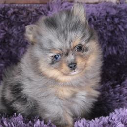 AKC Onyx - Black and tan male Pomeranian puppy in Albany, Indiana from Hatz Off Puppies