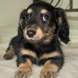 Rip (PET ONLY) - Black and tan male Dachshund puppy in Goldthwaite, Texas from Mini Mama Dachshunds