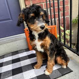 Teeter - Trained - Fully vaccinated. - Tri-color female Bernedoodle puppy in Herriman, Utah from Gypsi Doodles & Poodles LLC.