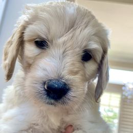 Goldendoodle Puppies from FURever Goldendoodles