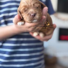 Cockapoo Puppies from Chesley Hill Cockapoos
